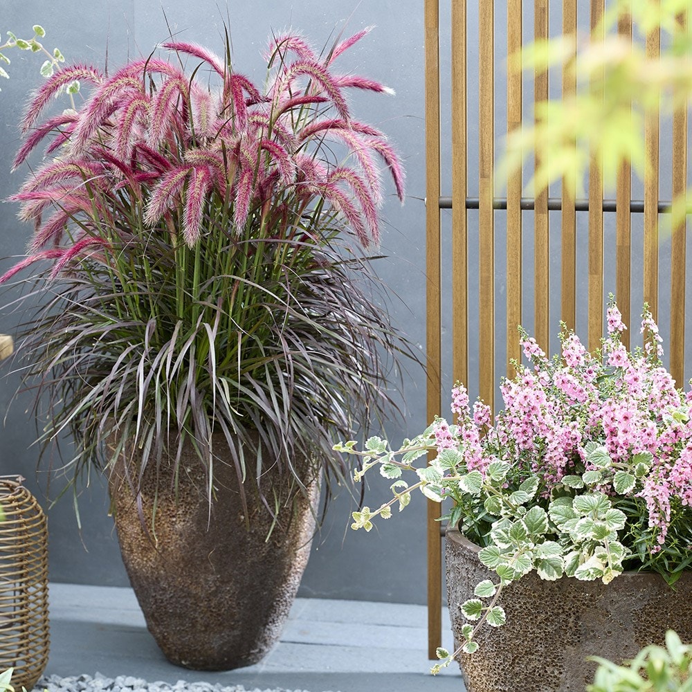 Pennisetum Tiny Tails (PBR)