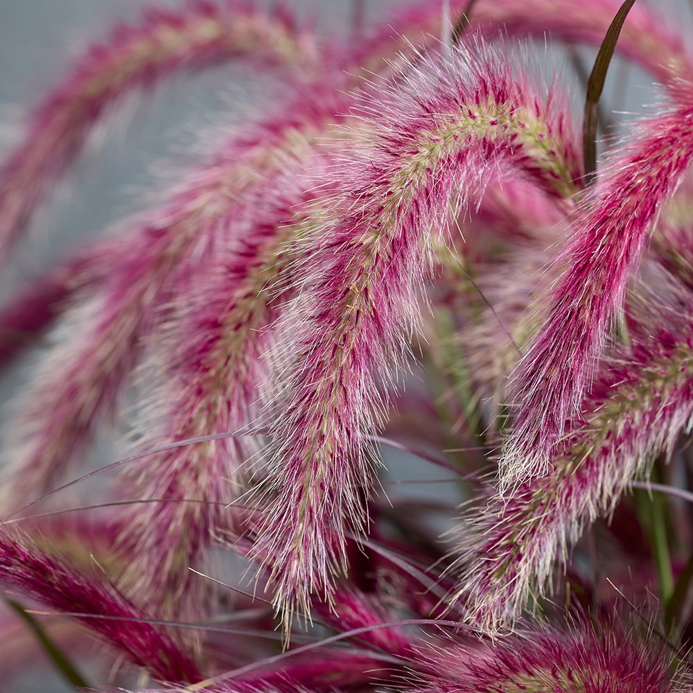 Pennisetum Tiny Tails (PBR)