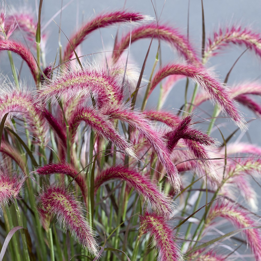 Pennisetum Tiny Tails (PBR)