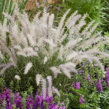 Pennisetum orientale JS® Dance With Me (PBR)