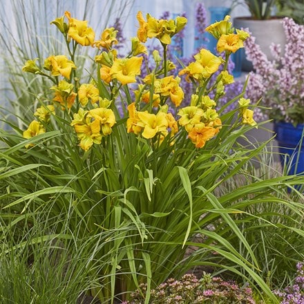 Hemerocallis See You Tomorrow ('Huhe01') (PBR)