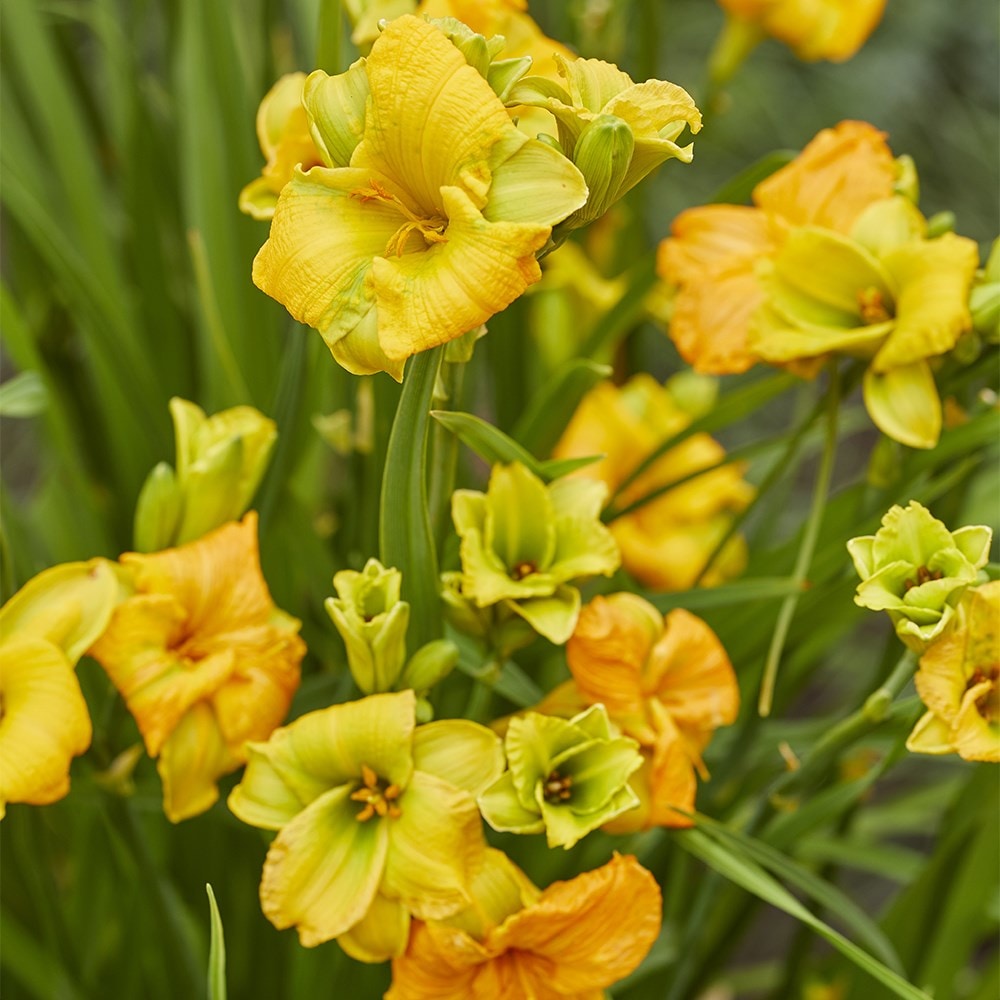 <i>Hemerocallis</i> <b class=small-caps>See You Tomorrow</b> ('Huhe01') (PBR)