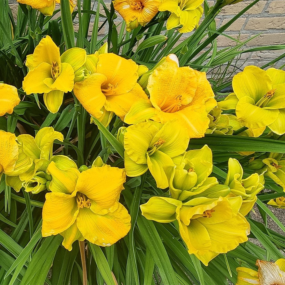 <i>Hemerocallis</i> <b class=small-caps>See You Tomorrow</b> ('Huhe01') (PBR)