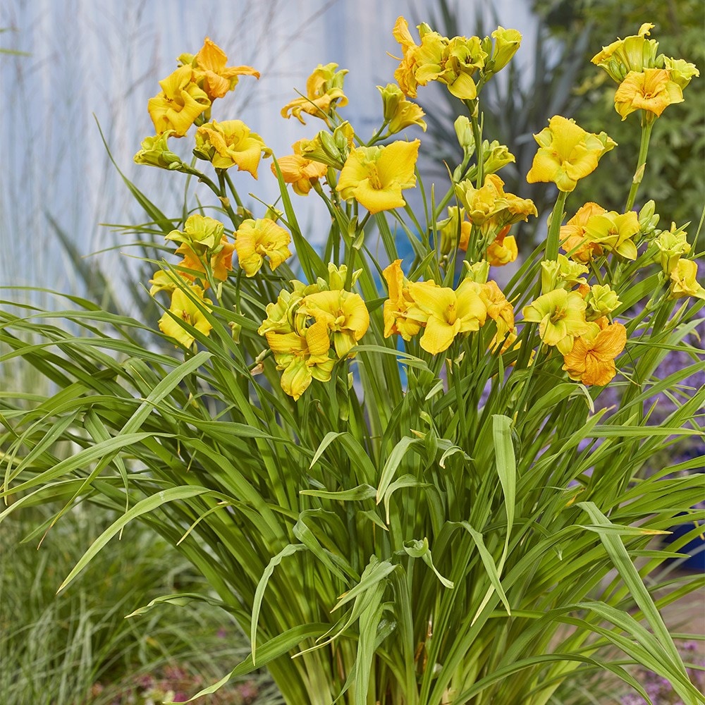 <i>Hemerocallis</i> <b class=small-caps>See You Tomorrow</b> ('Huhe01') (PBR)