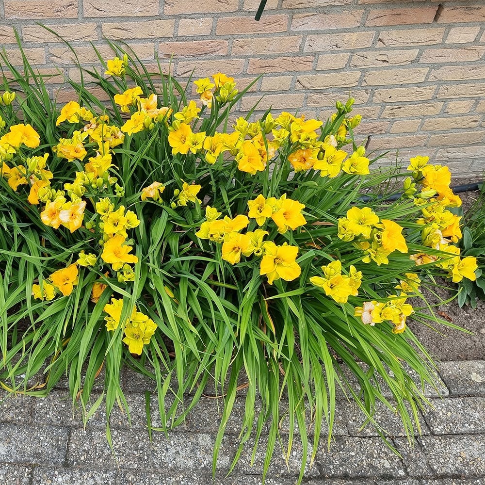 <i>Hemerocallis</i> <b class=small-caps>See You Tomorrow</b> ('Huhe01') (PBR)