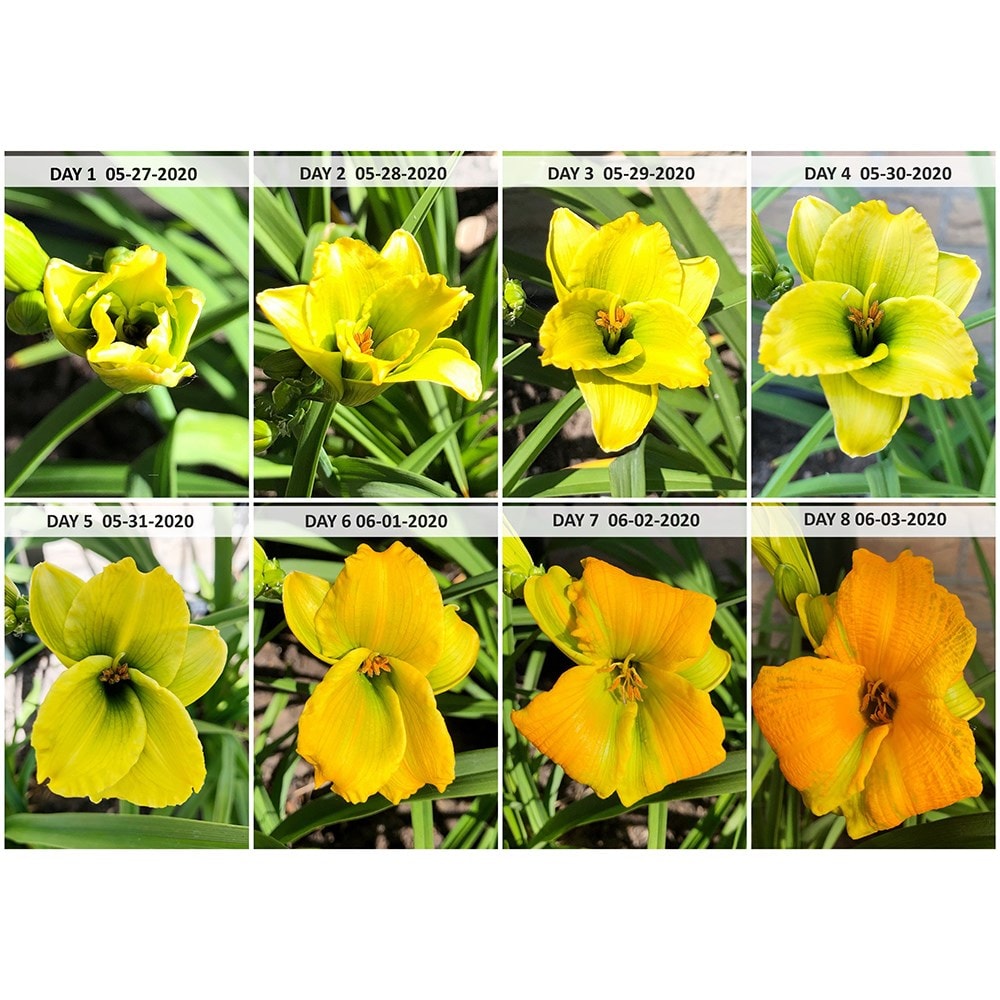 <i>Hemerocallis</i> <b class=small-caps>See You Tomorrow</b> ('Huhe01') (PBR)