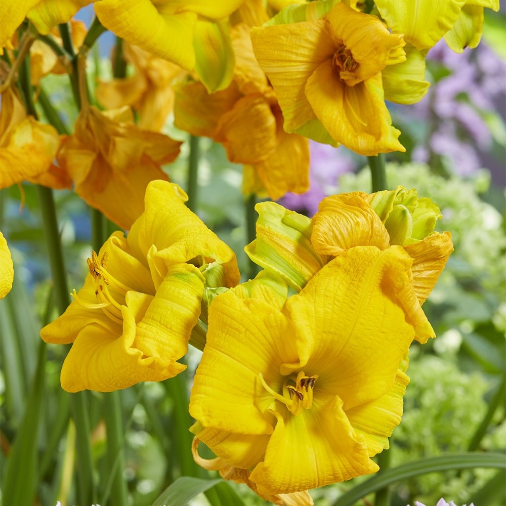 <i>Hemerocallis</i> <b class=small-caps>See You Tomorrow</b> ('Huhe01') (PBR)