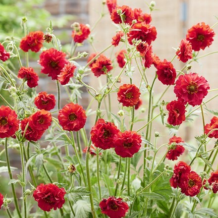 Geum FireStarter ('Stocrgeu') (PBR)