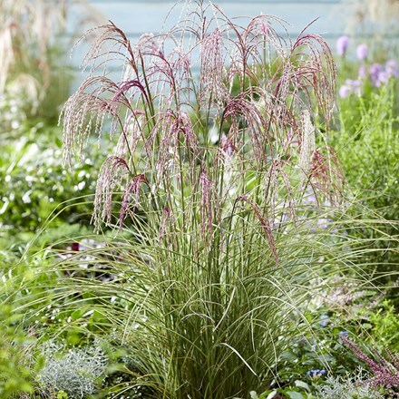 Miscanthus sinensis Silver Cloud ('EMPMIS03') (PBR)