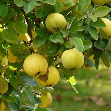 quince Leskovac