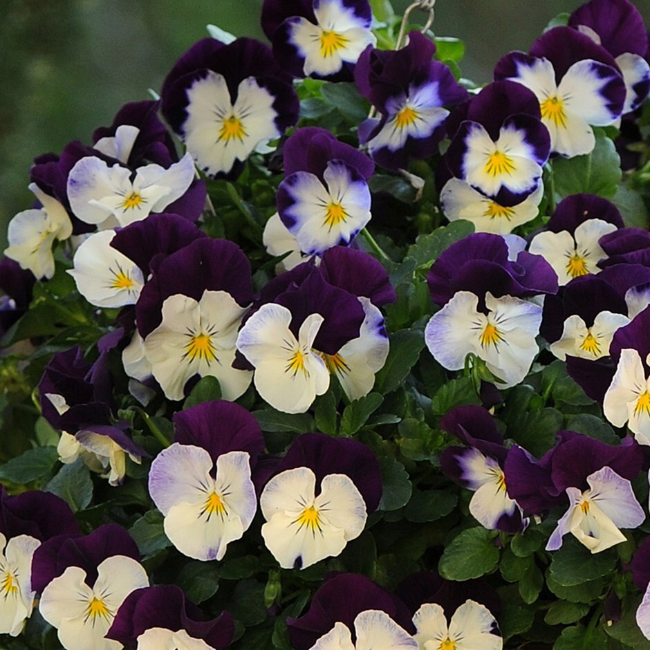 pansy 'Cool Wave Violet Wing'