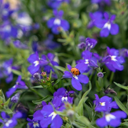 Lobelia erinus Masterpiece