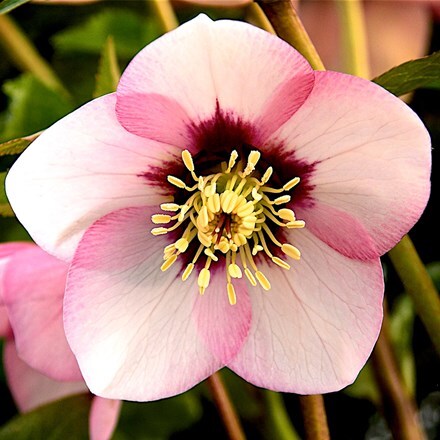 Helleborus Sugar Plum