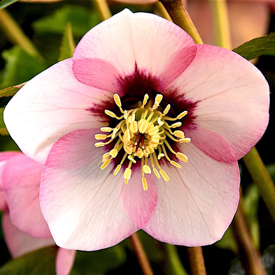 Lenten rose hellebore
