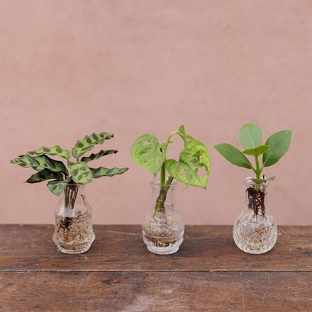 Glass bottles with 3 plants