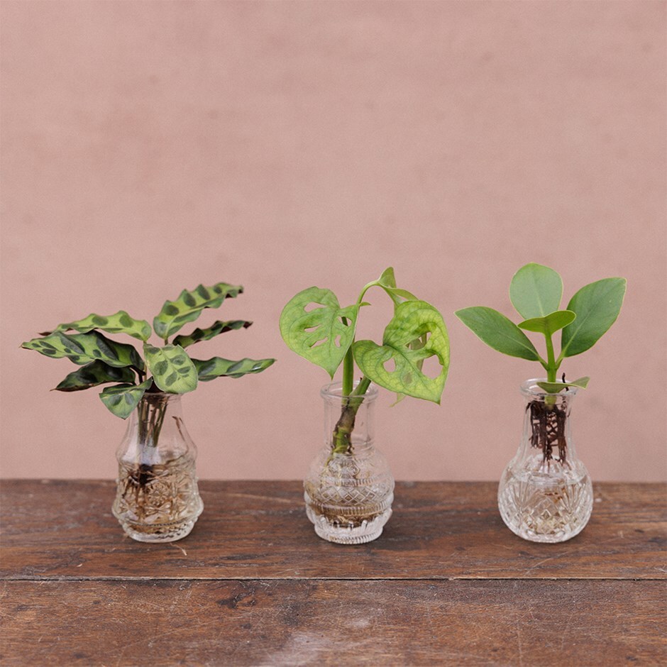 Glass bottles with 3 plants