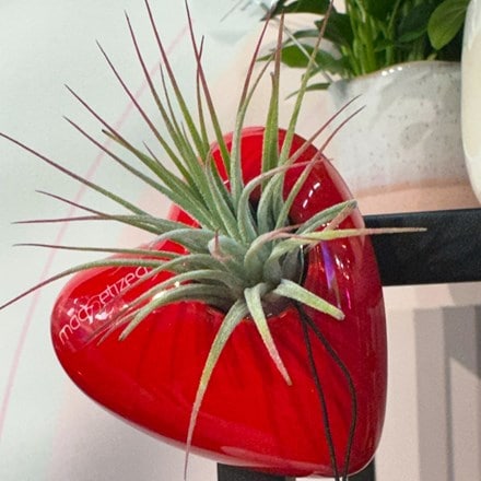 Air plant