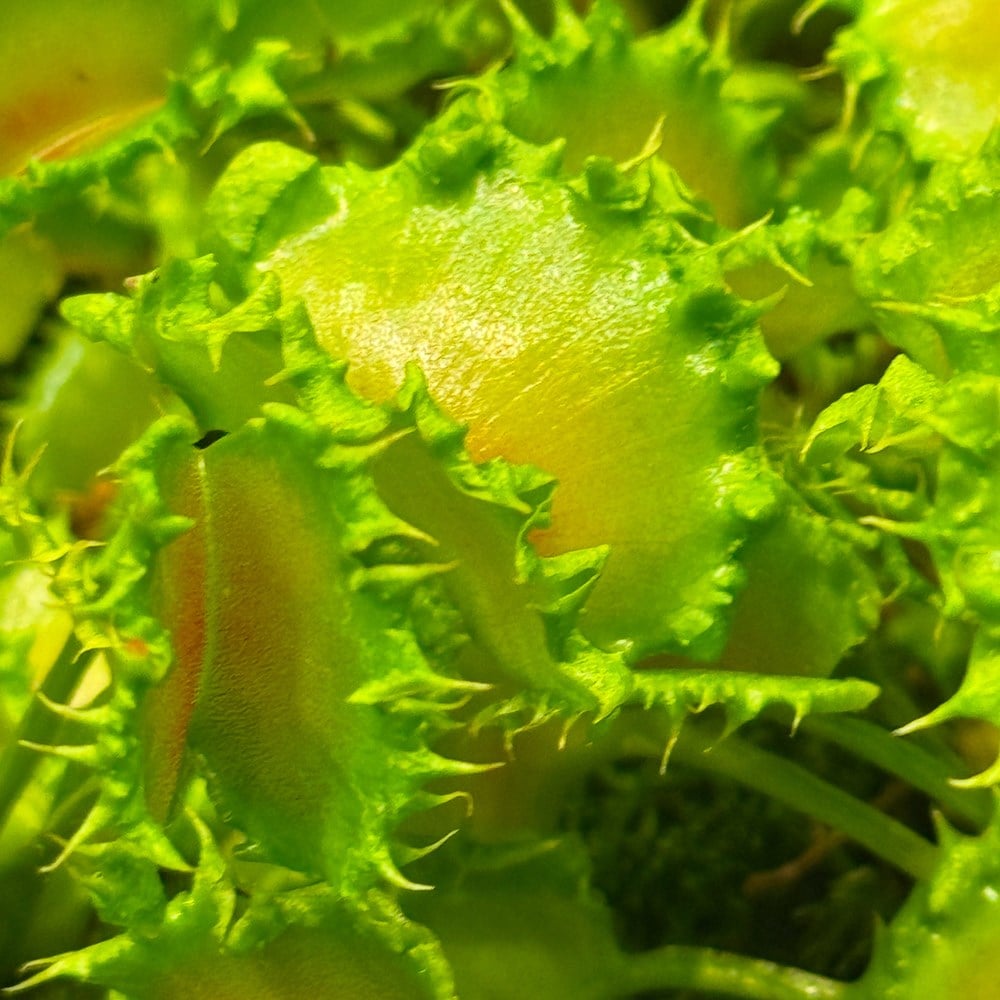 <i>Dionaea muscipula</i> 'Zipp'