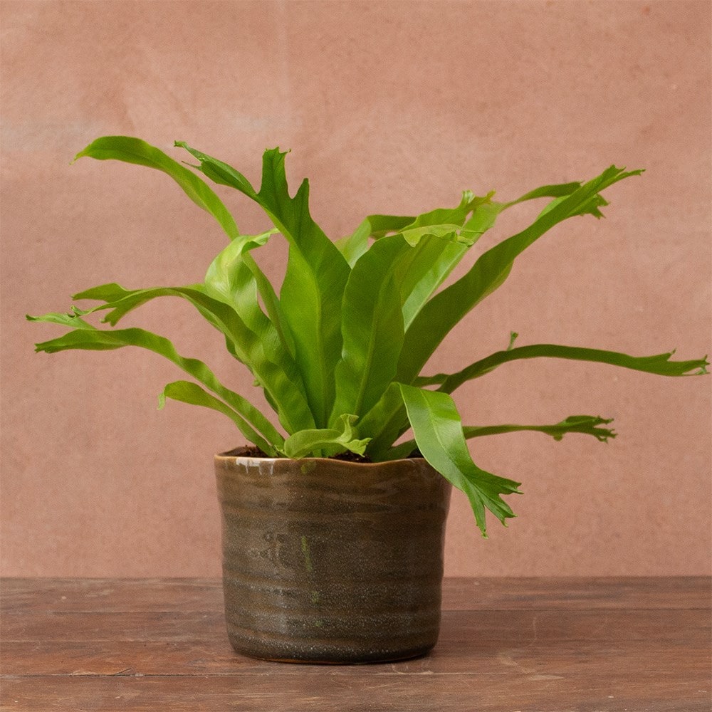 Product options image