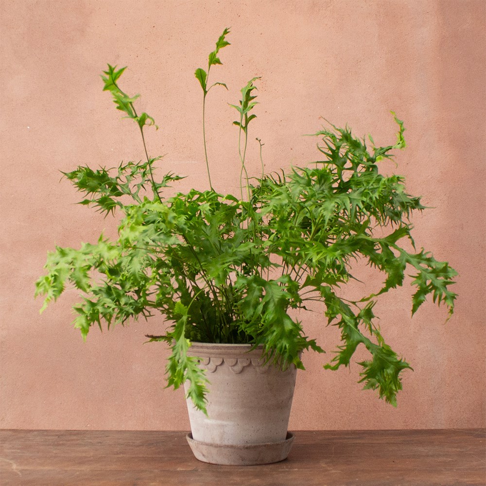 Product options image