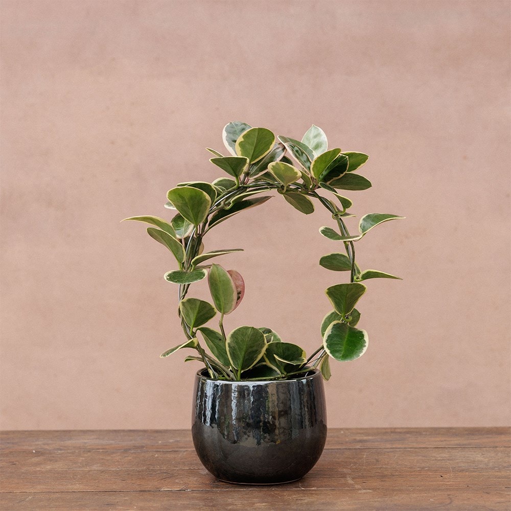 Product options image