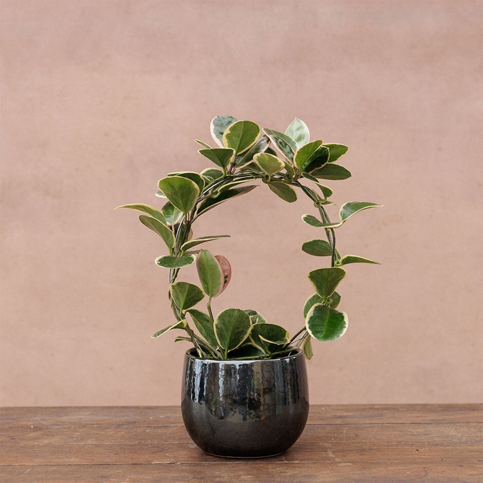 wax plant or wax flower