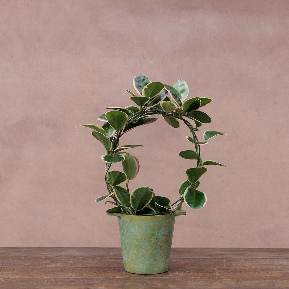 <i>Hoya</i> 'Blondie'