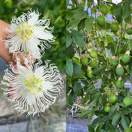 Passiflora Cool Tropics Snowstar