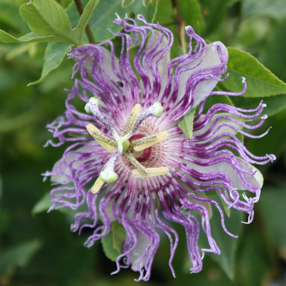 <i>Passiflora</i> 'Cool Tropics Eia Popeia'