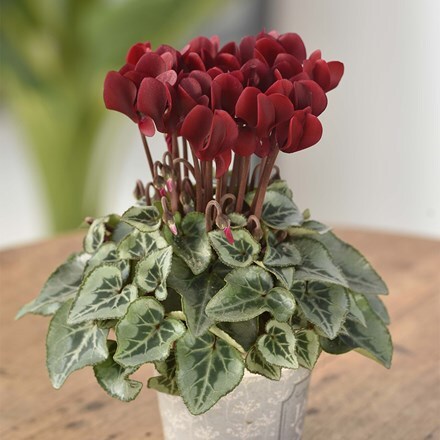 Cyclamen persicum Tuxedo