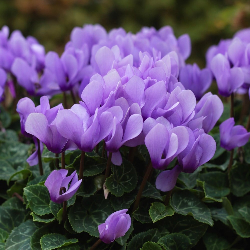 Product options image