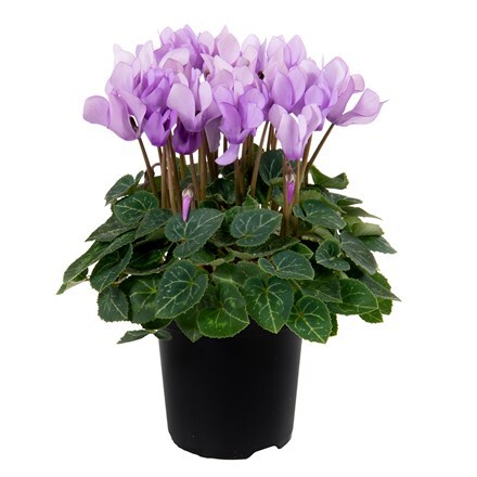 Cyclamen persicum Dragon