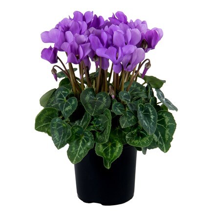 Cyclamen persicum Dragon Blue