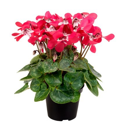 Cyclamen persicum Djix Red
