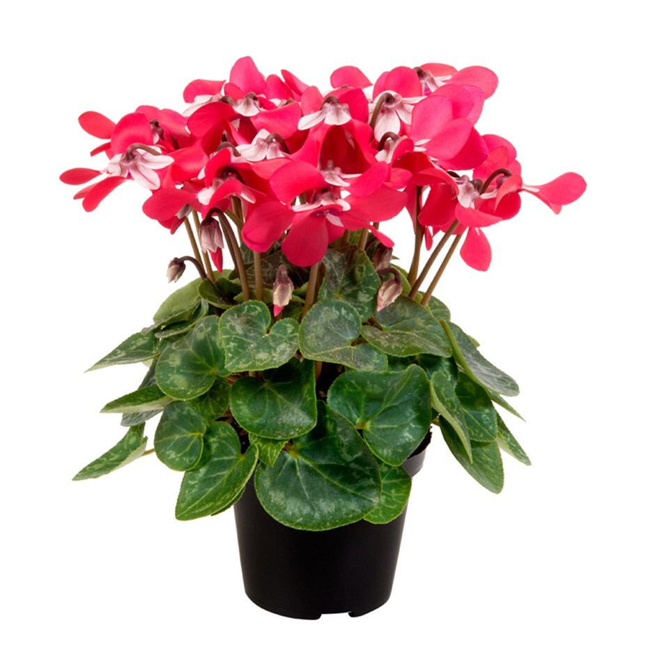 cyclamen