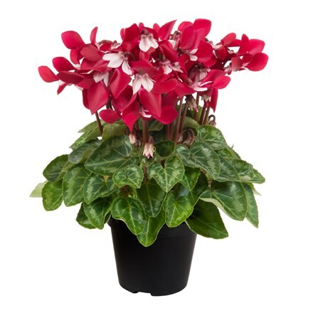 Cyclamen persicum Djix Wine Red