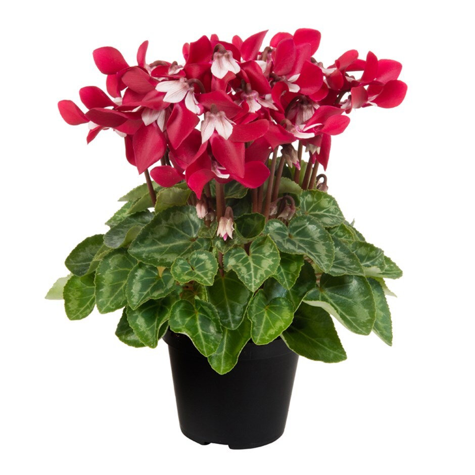 cyclamen
