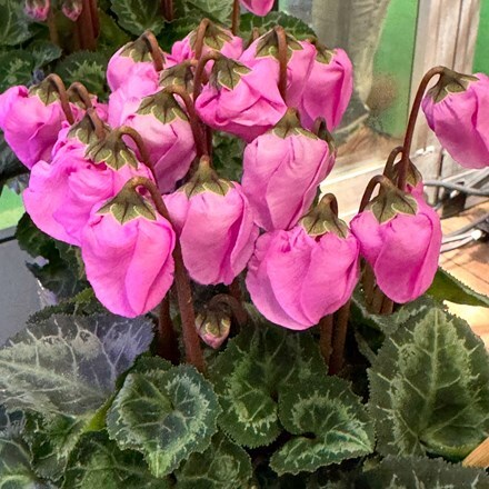 Cyclamen persicum Wind Bell