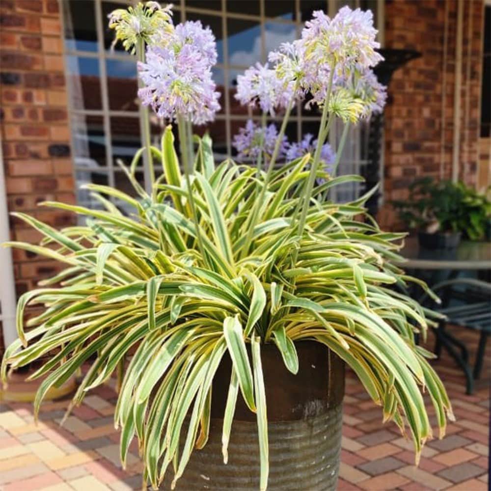 Product options image