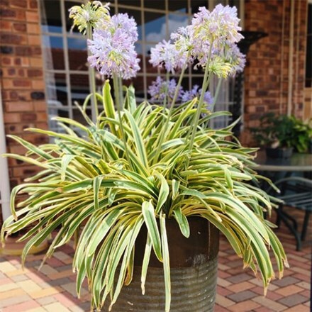 Agapanthus praecox subsp. orientalis Zambezi ('Kek5006')