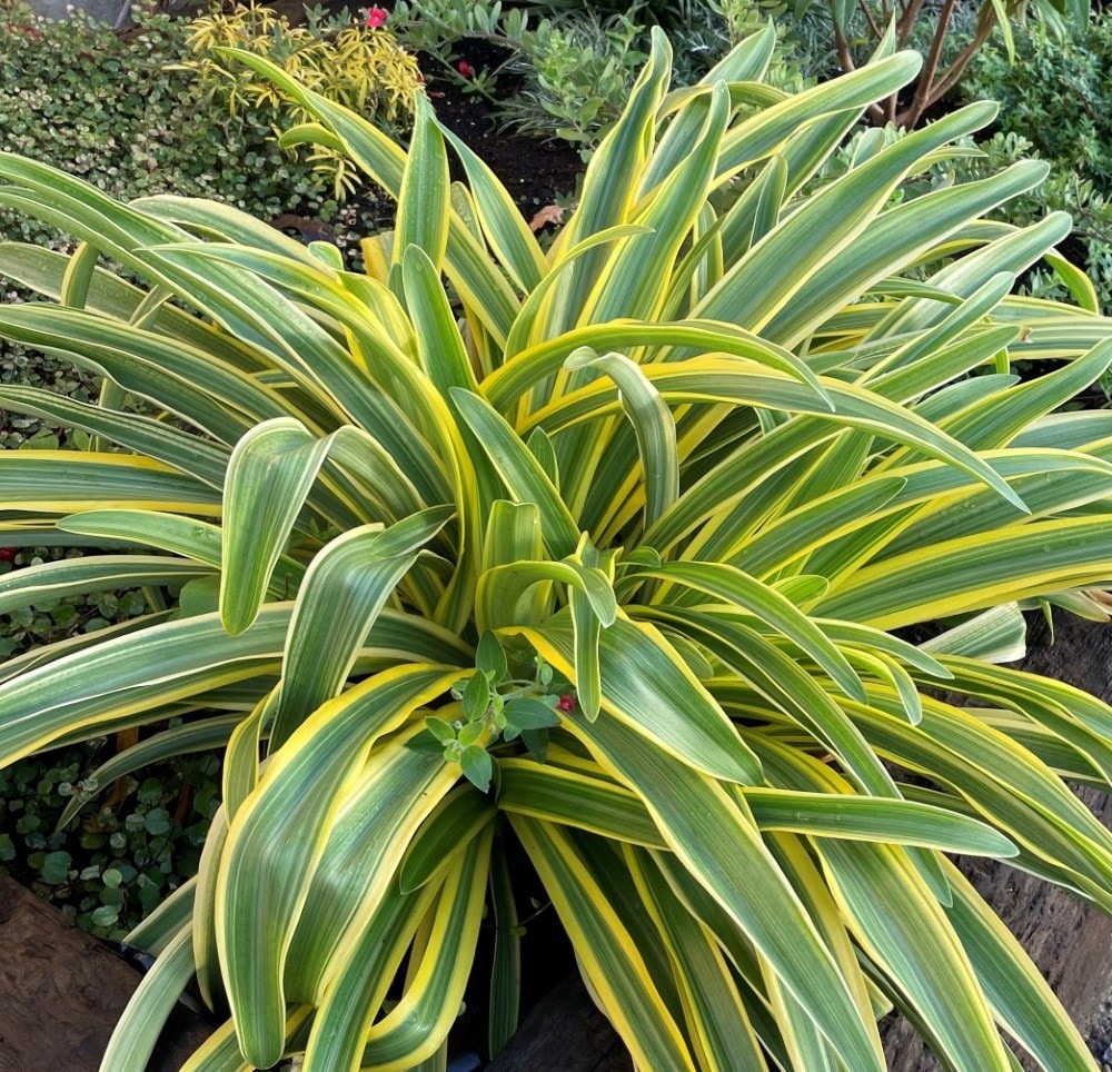 <i>Agapanthus praecox</i> subsp. <i>orientalis</i> <b class=small-caps>Zambezi</b> ('Kek5006')