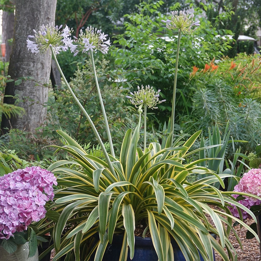 <i>Agapanthus praecox</i> subsp. <i>orientalis</i> <b class=small-caps>Zambezi</b> ('Kek5006')
