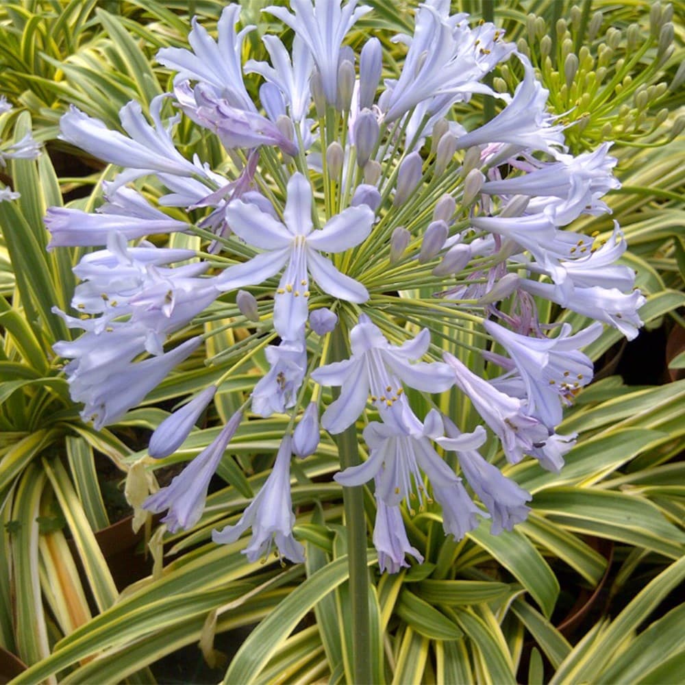 <i>Agapanthus praecox</i> subsp. <i>orientalis</i> <b class=small-caps>Zambezi</b> ('Kek5006')