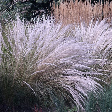 Stipa ichu
