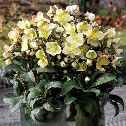 Helleborus × ericsmithii HGC Marlon ('Coseh 980') (PBR)