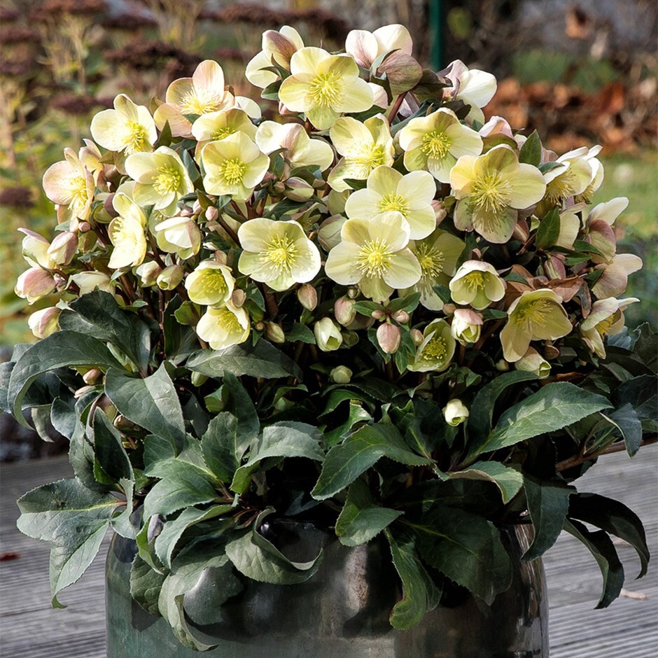 Helleborus × ericsmithii <b class=small-caps>HGC Marlon</b> ('Coseh 980') (PBR)