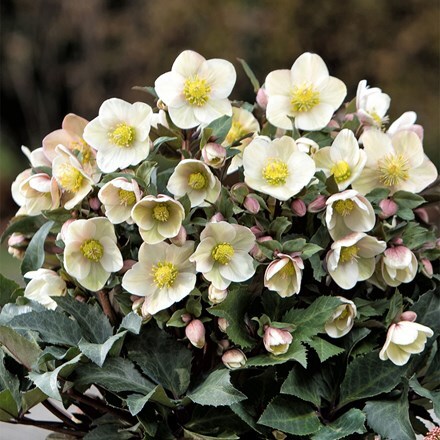 Helleborus × ericsmithii HGC Shooting Star ('Coseh 790') (PBR)