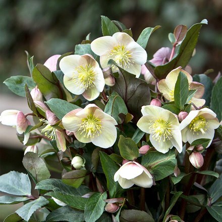 Helleborus × ballardiae HGC Snow Dance ('Coseh 800') (PBR)