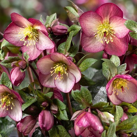 Helleborus HGC Ice N' Roses Mary Marble ('HM1210') (PBR) (Ice N' Roses Series)