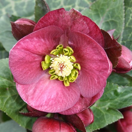 Helleborus (Rodney Davey Marbled Group) Vibey Velvet ('Et Epb 1717') (Frostkiss Series)